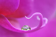 Makroaufnahme eines Wassertropfens auf einer Phalaenopsis