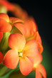 Orange Flowers Of Kalanchoe Blossfeldiana Orange Flowers Of Kalanchoe Blossfeldiana