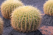 Photo: Goldkugelkaktus Goldkugelkaktus