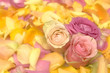 Rose petals
