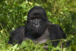 Berggorilla aus den Virunga Bergen in Ruanda