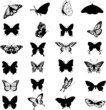 Butterfly Vector Collage