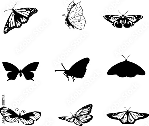 Butterfly Vector, Butterfly Vector Pictures