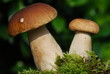 Steinpilz (Boletus)