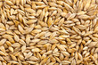 barley grain