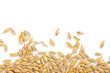 barley grain