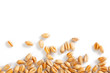 wheat grain