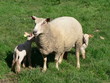 mouton et agneaux