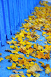 yellow and blue