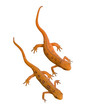 Newts with Clipping Path Newts with Clipping Path