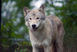 Gray Wolf