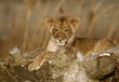 Photo: Lion cub Lion cub