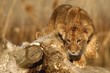 Photo: Lion Cub Lion Cub