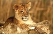 Photo: Lion Cub Lion Cub