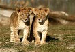Photo: Lion cubs Lion cubs