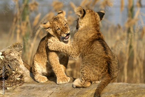 Photo: Lion cubs Lion cubs