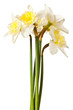 White Spring Daffodil Flower Bunch Isolated on White Background White Spring Daffodil Flower Bunch Isolated on White Background