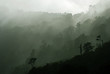 Morning mist