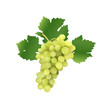 grape vector illustration grape vector illustration