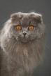 portrait d'un highland fold, scottish fold à poil long