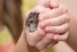 Foto: the sleepy mouse the sleepy mouse