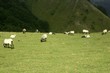 Green meadow with Pyrenees sheeps