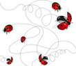 Coccinelle