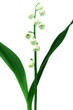 lily of the valley isolated over white lily of the valley isolated over white