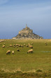 Moutons de Pré-salé du Mont