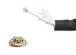 Magician holding a magic wand and a frog isolated on white