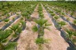 Agriculture of ornamental palm trees rows plantation Agriculture of ornamental palm trees rows plantation