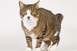 Shoked cat