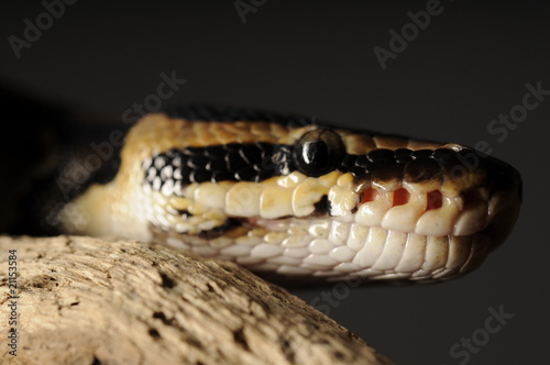 Photo: Closeup Snake Closeup Snake