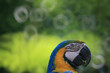 鳥3