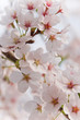 cherry blossom