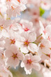cherry blossom