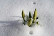 Frühlingserwachen - Narzissenknospen