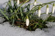 Foto: Frühlingserwachen - Schneeglöckchen Frühlingserwachen - Schneeglöckchen