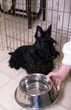 jeune scottish terrier devant sa gamelle d'eau