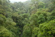 Regenwald Regenwald