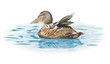 Duck on the water