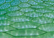 Chloroplasten
