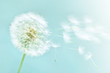 dandelion
