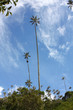 Cocora walley and wax palm Cocora walley and wax palm