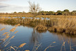 Camargue