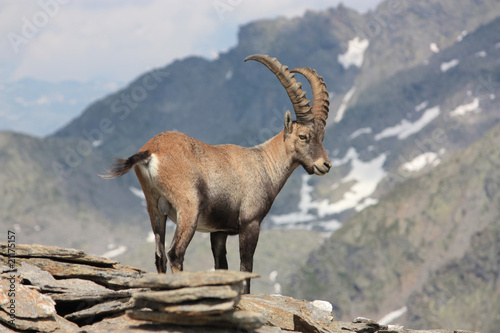 Photo: Steinbock, Capra ibex Steinbock, Capra ibex