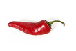 Red hot chili pepper