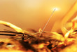Photo: Needle in a haystack Needle in a haystack