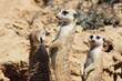 meercats