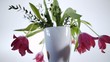 Tulpen